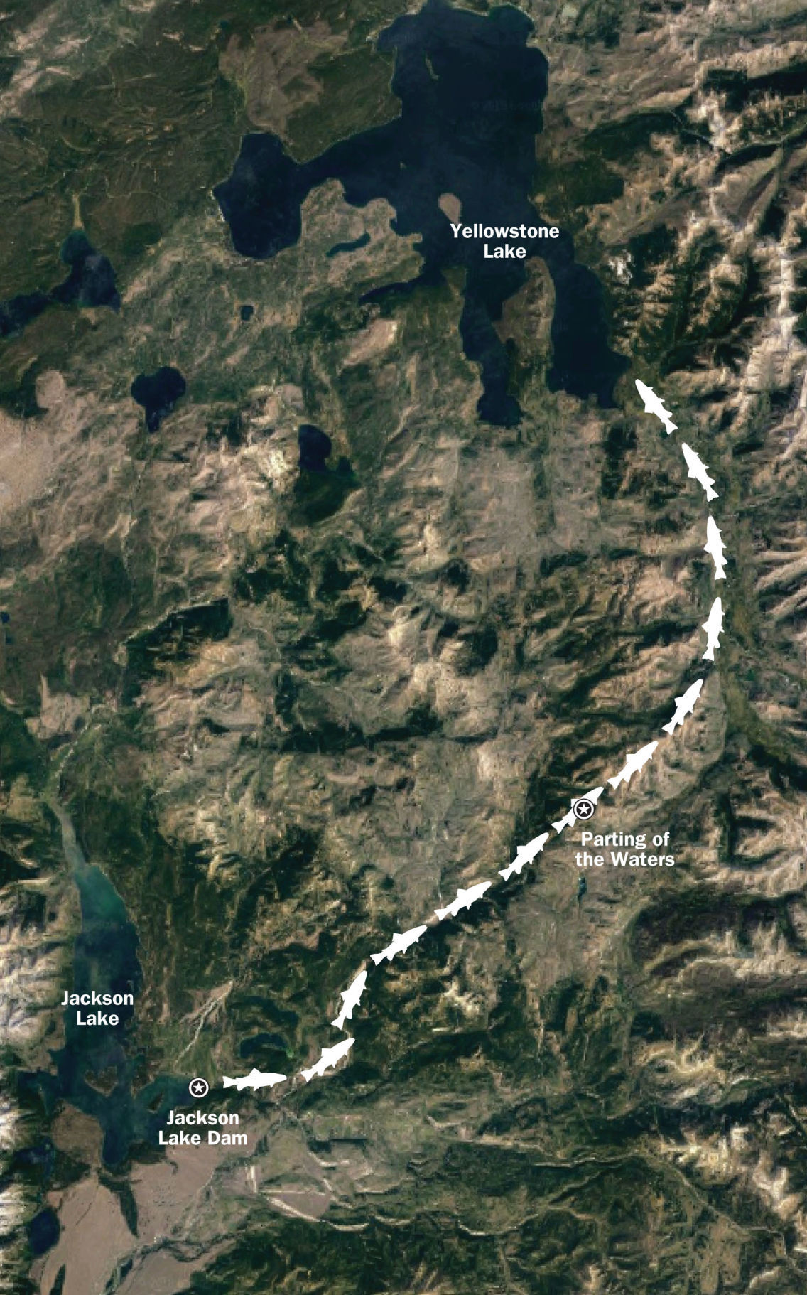 Yellowstone lake trout